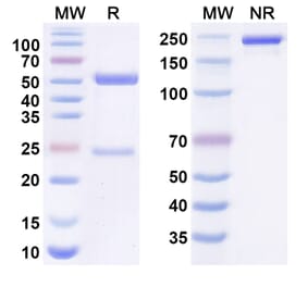 SDS-PAGE - Anti-IL-1F10 Antibody [IMM2324] Biosimilar - BSA and Azide free (A340657) - Antibodies.com