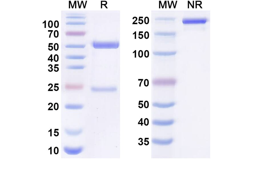 SDS-PAGE - Anti-FCRL5 Antibody [DFRF 4539A] Biosimilar - BSA and Azide free (A340659) - Antibodies.com