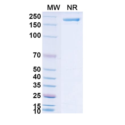 SDS-PAGE - Neuradiab Biosimilar - Anti-Tenascin C Antibody - BSA and Azide free (A340660) - Antibodies.com