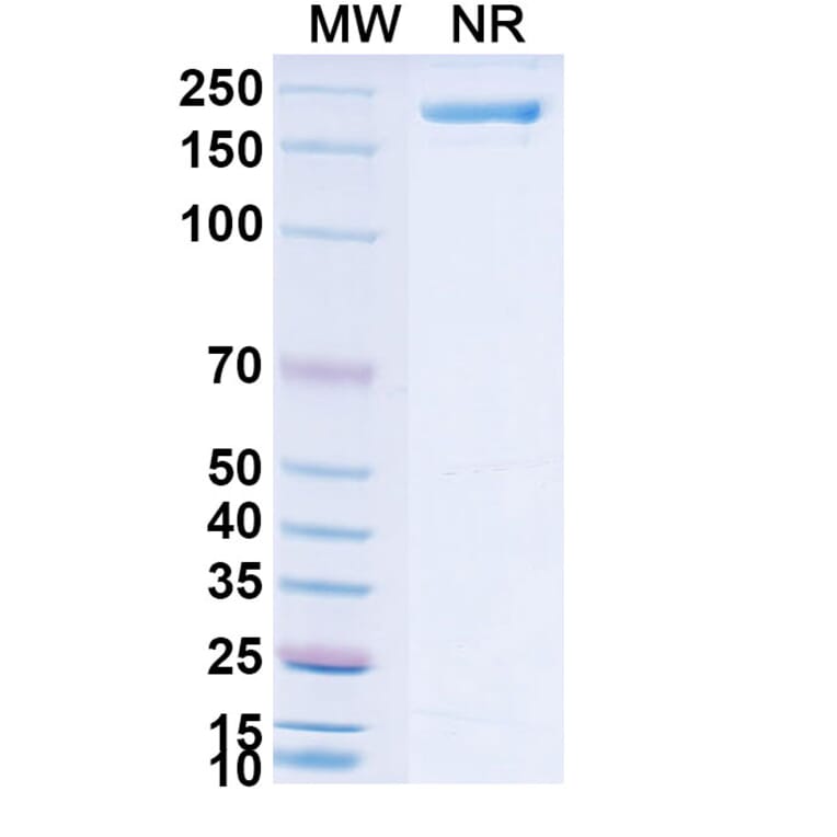 SDS-PAGE - Neuradiab Biosimilar - Anti-Tenascin C Antibody - BSA and Azide free (A340660) - Antibodies.com