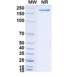 SDS-PAGE - Neuradiab Biosimilar - Anti-Tenascin C Antibody - BSA and Azide free (A340660) - Antibodies.com