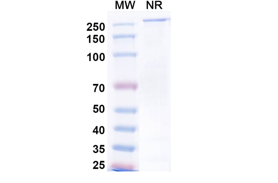 SDS-PAGE - Neuradiab Biosimilar - Anti-Tenascin C Antibody - BSA and Azide free (A340660) - Antibodies.com
