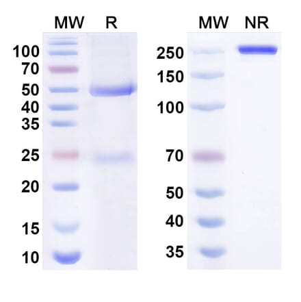 SDS-PAGE - Anti-TSLP Antibody [GB-895] Biosimilar - BSA and Azide free (A340661) - Antibodies.com