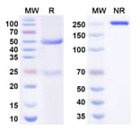 SDS-PAGE - Anti-TSLP Antibody [GB-895] Biosimilar - BSA and Azide free (A340661) - Antibodies.com