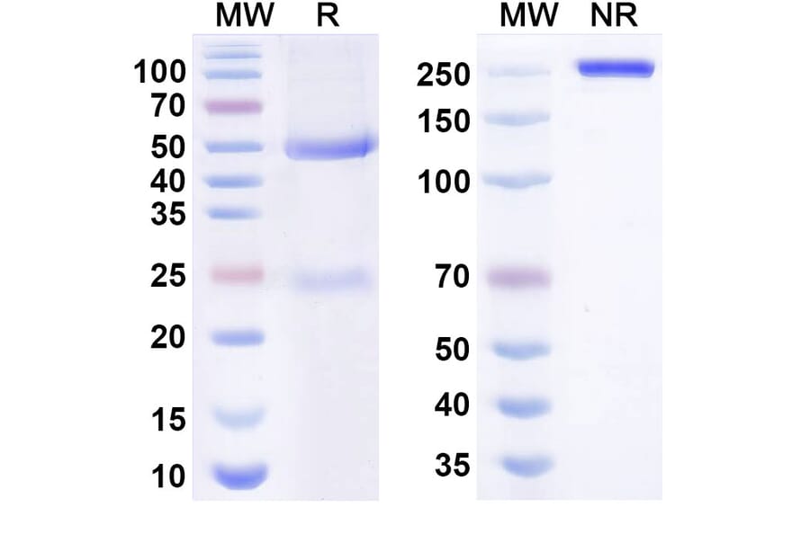SDS-PAGE - Anti-Galectin 3 Antibody [TB6] Biosimilar - BSA and Azide free (A340662) - Antibodies.com