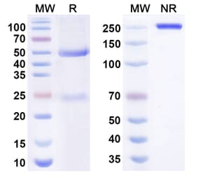 SDS-PAGE - Anti-LTBR Antibody [CBE-11] Biosimilar - BSA and Azide free (A340663) - Antibodies.com