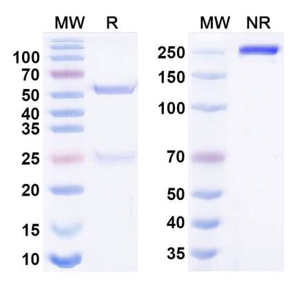SDS-PAGE - Anti-TIGIT Antibody [MG1131] Biosimilar - BSA and Azide free (A340665) - Antibodies.com