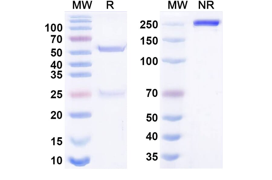 SDS-PAGE - Anti-CCR4 Antibody [KM36] Biosimilar - BSA and Azide free (A340669) - Antibodies.com