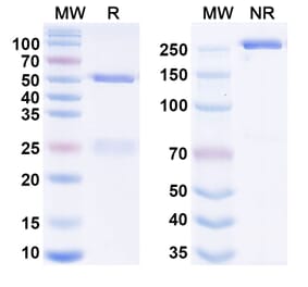 SDS-PAGE - Anti-CD20 Antibody [KM3575] Biosimilar - BSA and Azide free (A340670) - Antibodies.com