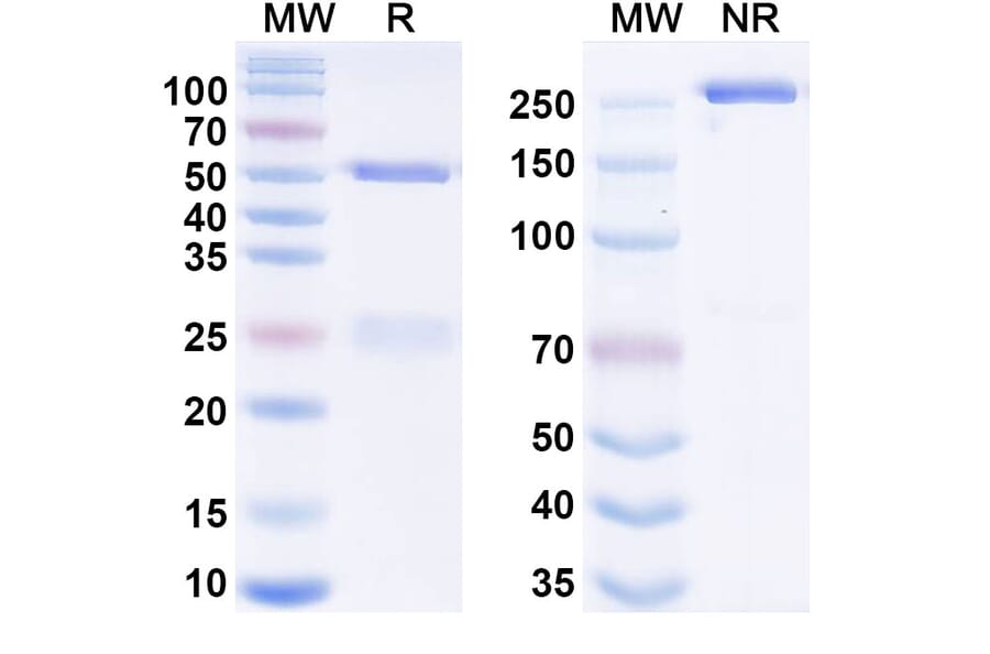 SDS-PAGE - Anti-EphA4 Antibody [MEDI-542] Biosimilar - BSA and Azide free (A340671) - Antibodies.com