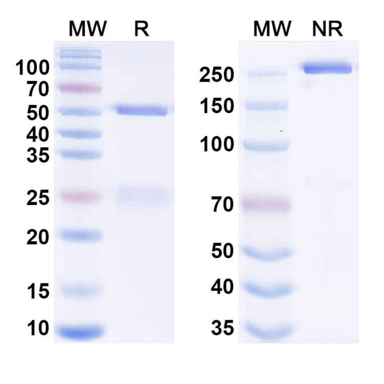 SDS-PAGE - Anti-EphA4 Antibody [MEDI-542] Biosimilar - BSA and Azide free (A340671) - Antibodies.com