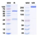 SDS-PAGE - Anti-CXCR5 Antibody [PF-6835375] Biosimilar - BSA and Azide free (A340672) - Antibodies.com