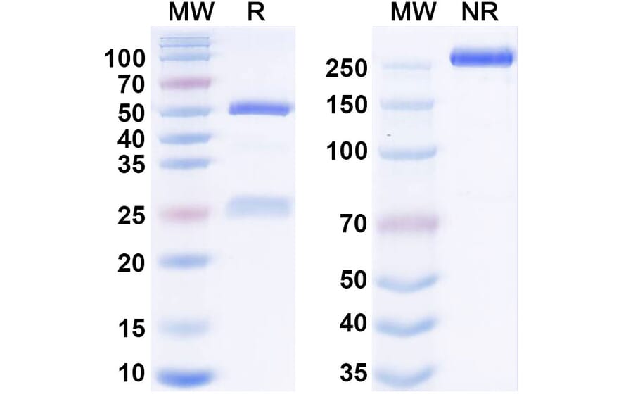 SDS-PAGE - Anti-CXCR5 Antibody [HFB-124] Biosimilar - BSA and Azide free (A340673) - Antibodies.com