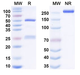 SDS-PAGE - Anti-MT1-MMP Antibody [RLVT 14-2] Biosimilar - BSA and Azide free (A340674) - Antibodies.com