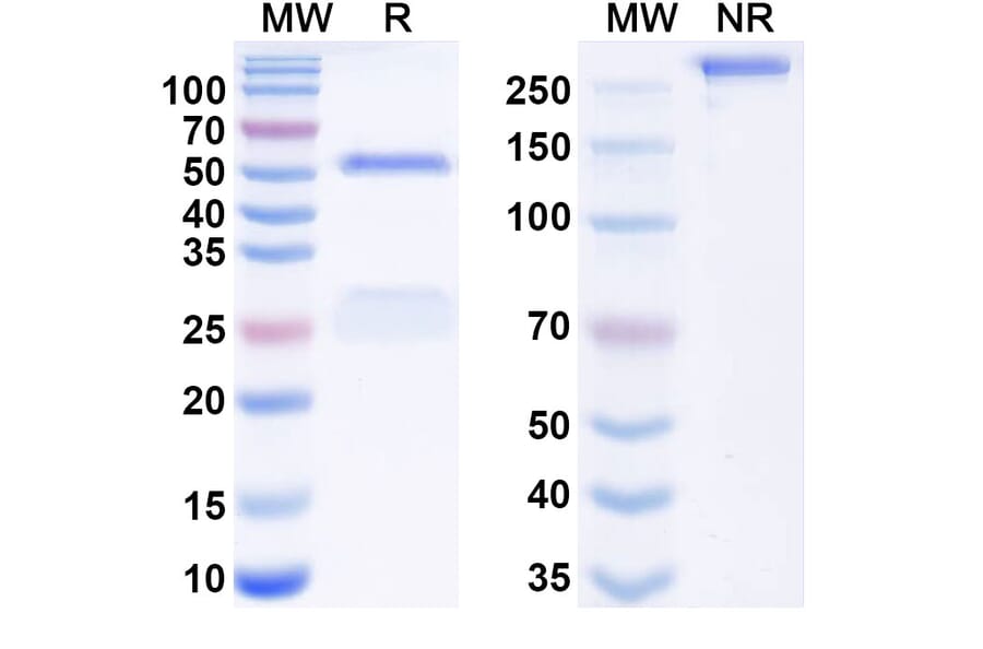 SDS-PAGE - Anti-SIGLEC10 Antibody [ONC-841] Biosimilar - BSA and Azide free (A340677) - Antibodies.com