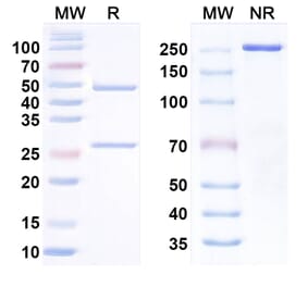 SDS-PAGE - Anti-CCR8 Antibody [S-53111] Biosimilar - BSA and Azide free (A340690) - Antibodies.com