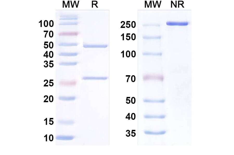 SDS-PAGE - Anti-CCR8 Antibody [S-53111] Biosimilar - BSA and Azide free (A340690) - Antibodies.com