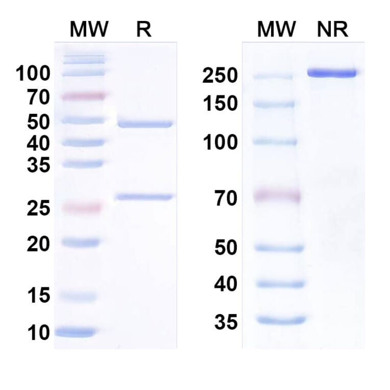 SDS-PAGE - Anti-CCR8 Antibody [S-53111] Biosimilar - BSA and Azide free (A340690) - Antibodies.com