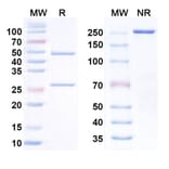 SDS-PAGE - Anti-CCR8 Antibody [S-53111] Biosimilar - BSA and Azide free (A340690) - Antibodies.com