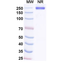 SDS-PAGE - Adakitug Biosimilar - Anti-IL-8 Antibody - BSA and Azide free (A340694) - Antibodies.com