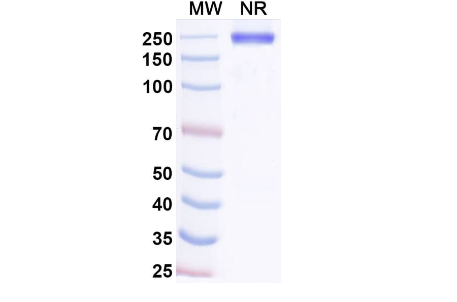 SDS-PAGE - Adakitug Biosimilar - Anti-IL-8 Antibody - BSA and Azide free (A340694) - Antibodies.com