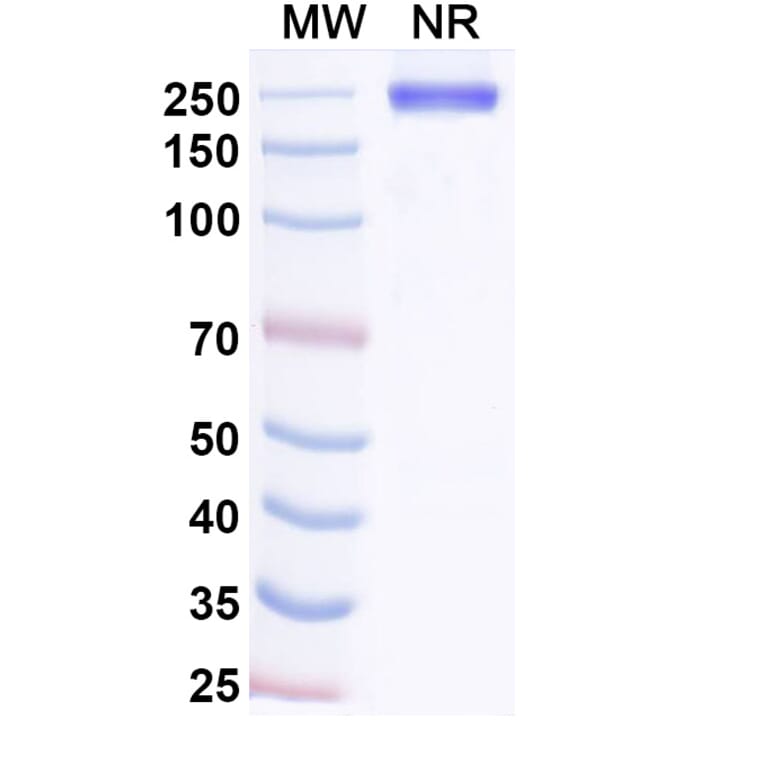 SDS-PAGE - Adakitug Biosimilar - Anti-IL-8 Antibody - BSA and Azide free (A340694) - Antibodies.com