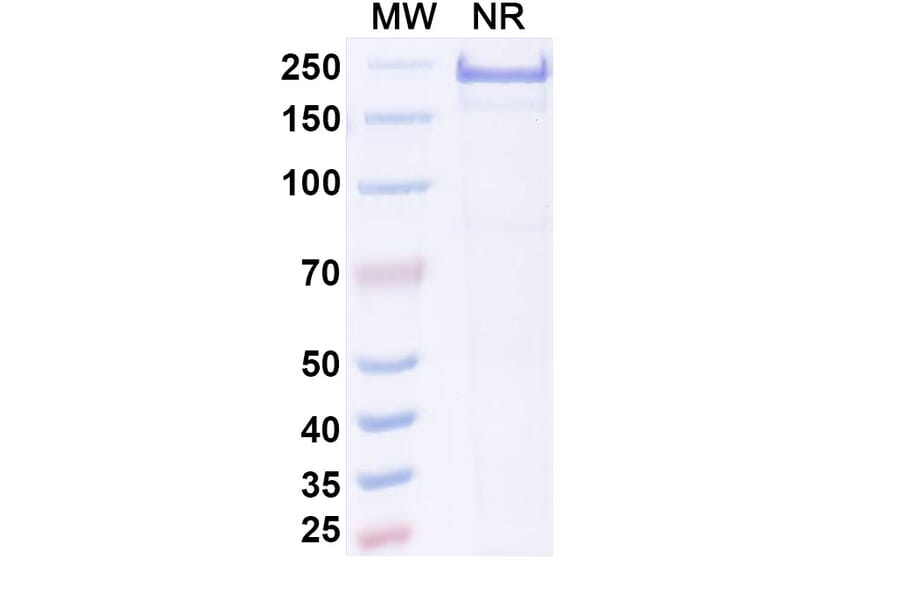 SDS-PAGE - Adakitug Biosimilar - Anti-IL-8 Antibody - BSA and Azide free (A340694) - Antibodies.com