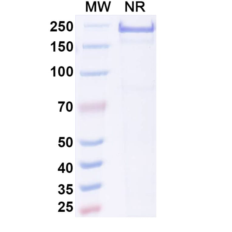 SDS-PAGE - Adakitug Biosimilar - Anti-IL-8 Antibody - BSA and Azide free (A340694) - Antibodies.com