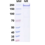 SDS-PAGE - Adakitug Biosimilar - Anti-IL-8 Antibody - BSA and Azide free (A340694) - Antibodies.com