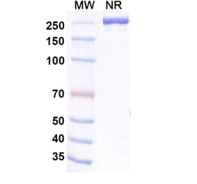 SDS-PAGE - Aldastotug Biosimilar - Anti-SIGLEC15 Antibody - BSA and Azide free (A340695) - Antibodies.com