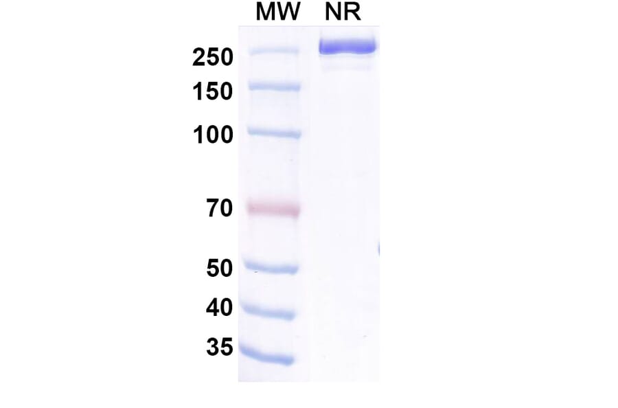 SDS-PAGE - Aldastotug Biosimilar - Anti-SIGLEC15 Antibody - BSA and Azide free (A340695) - Antibodies.com
