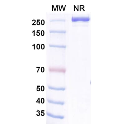 SDS-PAGE - Aldastotug Biosimilar - Anti-SIGLEC15 Antibody - BSA and Azide free (A340695) - Antibodies.com