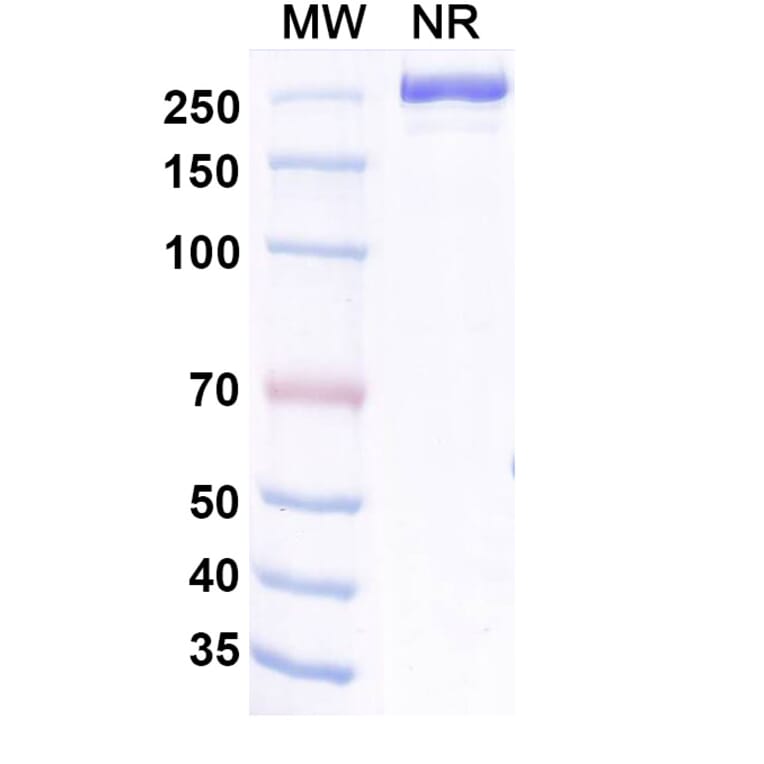 SDS-PAGE - Aldastotug Biosimilar - Anti-SIGLEC15 Antibody - BSA and Azide free (A340695) - Antibodies.com