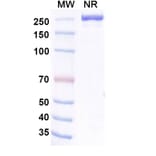 SDS-PAGE - Aldastotug Biosimilar - Anti-SIGLEC15 Antibody - BSA and Azide free (A340695) - Antibodies.com