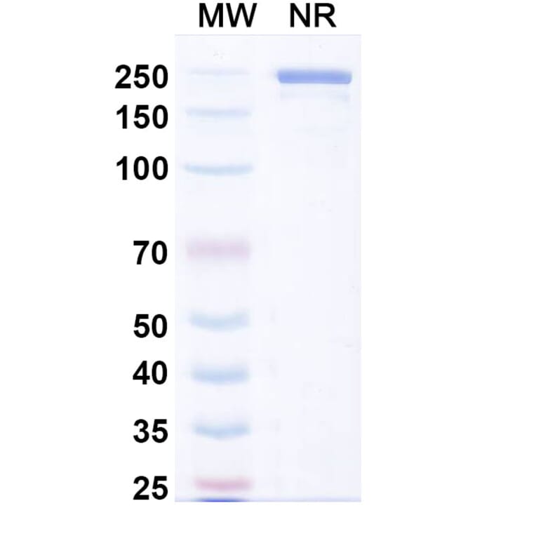 SDS-PAGE - Aldastotug Biosimilar - Anti-SIGLEC15 Antibody - BSA and Azide free (A340695) - Antibodies.com