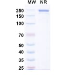 SDS-PAGE - Aldastotug Biosimilar - Anti-SIGLEC15 Antibody - BSA and Azide free (A340695) - Antibodies.com