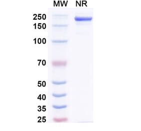SDS-PAGE - Amlenetug Biosimilar - Anti-alpha Synuclein Antibody - BSA and Azide free (A340696) - Antibodies.com