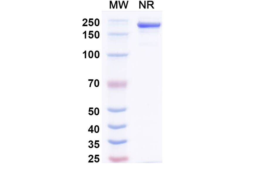 SDS-PAGE - Amlenetug Biosimilar - Anti-alpha Synuclein Antibody - BSA and Azide free (A340696) - Antibodies.com