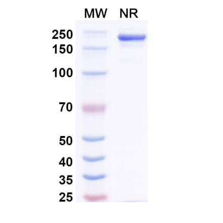 SDS-PAGE - Amlenetug Biosimilar - Anti-alpha Synuclein Antibody - BSA and Azide free (A340696) - Antibodies.com