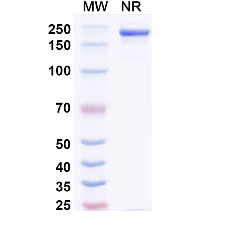 SDS-PAGE - Amlenetug Biosimilar - Anti-alpha Synuclein Antibody - BSA and Azide free (A340696) - Antibodies.com