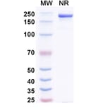 SDS-PAGE - Amlenetug Biosimilar - Anti-alpha Synuclein Antibody - BSA and Azide free (A340696) - Antibodies.com