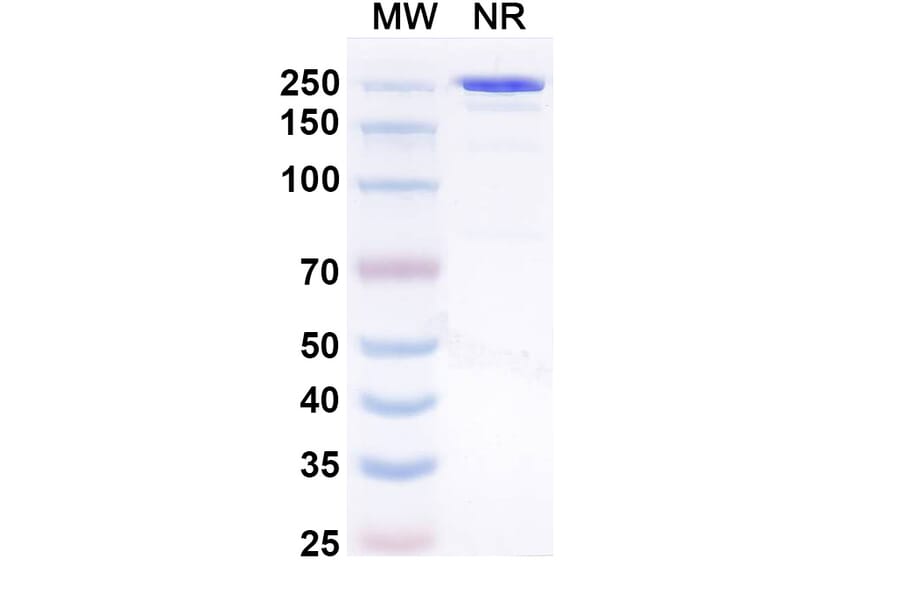 SDS-PAGE - Amlenetug Biosimilar - Anti-alpha Synuclein Antibody - BSA and Azide free (A340696) - Antibodies.com