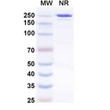 SDS-PAGE - Amlenetug Biosimilar - Anti-alpha Synuclein Antibody - BSA and Azide free (A340696) - Antibodies.com