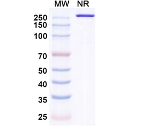 SDS-PAGE - Indenebart Biosimilar - Anti-alpha Synuclein Antibody - BSA and Azide free (A340697) - Antibodies.com