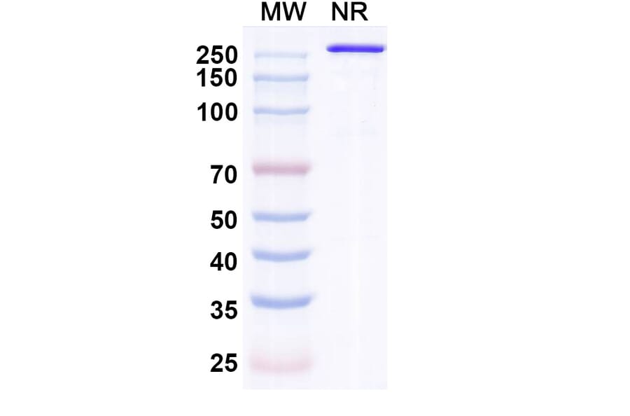 SDS-PAGE - Indenebart Biosimilar - Anti-alpha Synuclein Antibody - BSA and Azide free (A340697) - Antibodies.com