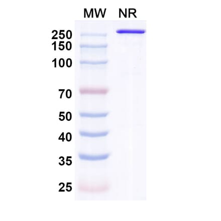 SDS-PAGE - Indenebart Biosimilar - Anti-alpha Synuclein Antibody - BSA and Azide free (A340697) - Antibodies.com
