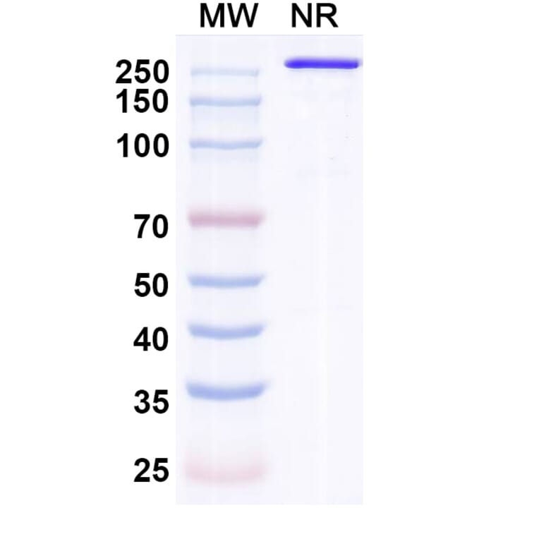 SDS-PAGE - Indenebart Biosimilar - Anti-alpha Synuclein Antibody - BSA and Azide free (A340697) - Antibodies.com