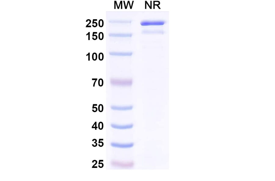 SDS-PAGE - Indenebart Biosimilar - Anti-alpha Synuclein Antibody - BSA and Azide free (A340697) - Antibodies.com