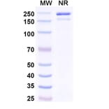 SDS-PAGE - Indenebart Biosimilar - Anti-alpha Synuclein Antibody - BSA and Azide free (A340697) - Antibodies.com