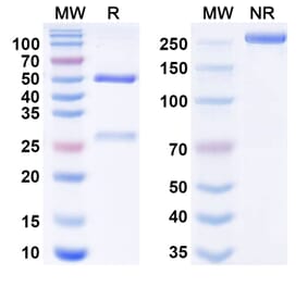 SDS-PAGE - Ansipastobart Biosimilar - Anti-CD73 Antibody - BSA and Azide free (A340699) - Antibodies.com